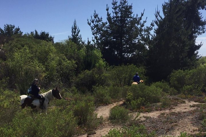 Penguin Watching-Navigation Horseback Riding & BBQ FromVALPARAISO