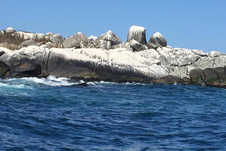 Private boat trip to see penguins from Valparaíso Cachagua Island