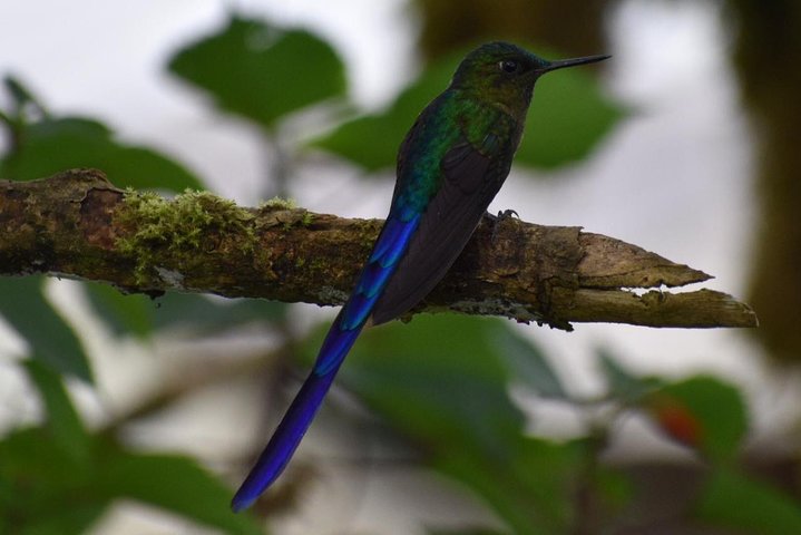Mindo Cloud Forest Private Tour: Chocolate, Coffee, Birds, Nature