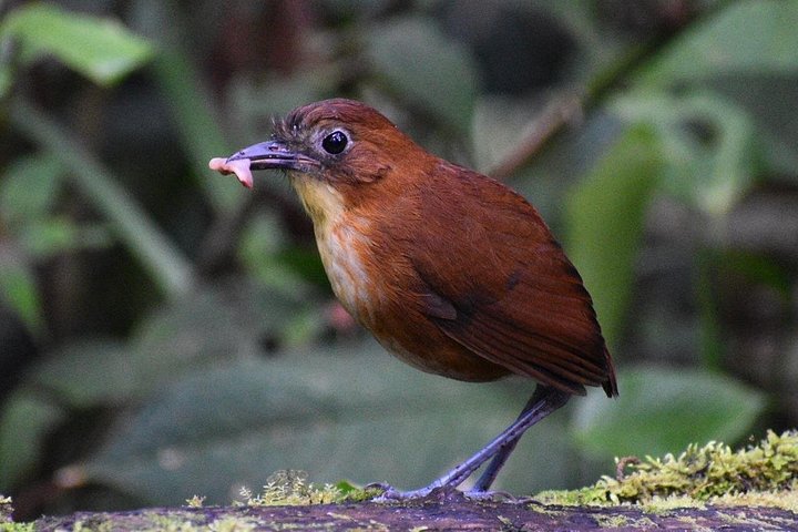 Mindo Cloud Forest Private Tour: Chocolate, Coffee, Birds, Nature