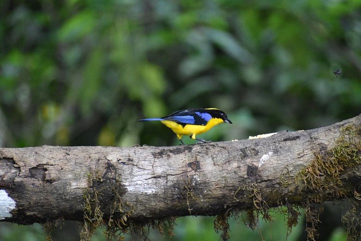 Mindo Cloud Forest Private Tour: Chocolate, Coffee, Birds, Nature
