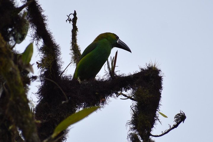 Mindo Cloud Forest Private Tour: Chocolate, Coffee, Birds, Nature