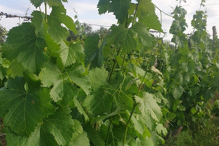 Self-Guided Bike Tour in Luján de Cuyo Wine Region (Mendoza)