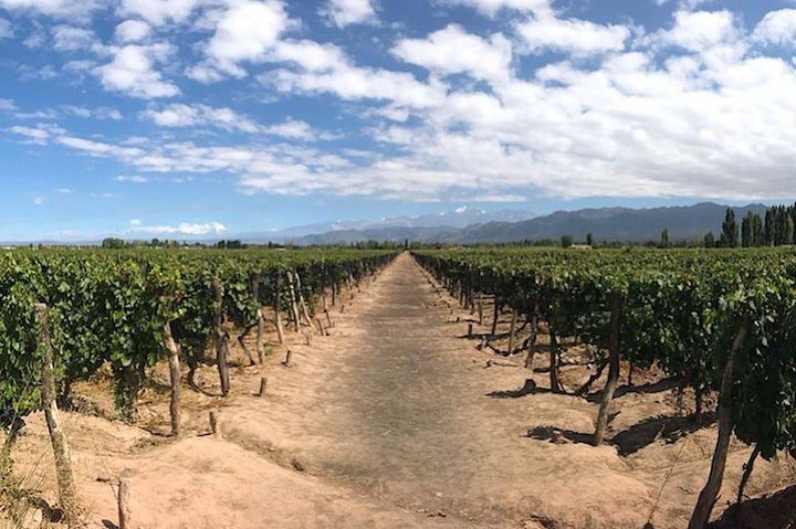 Self-Guided Bike Tour in Luján de Cuyo Wine Region (Mendoza)