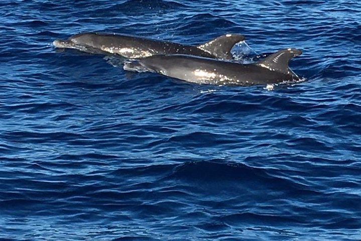 Discovery of dolphins on the Caribbean coast