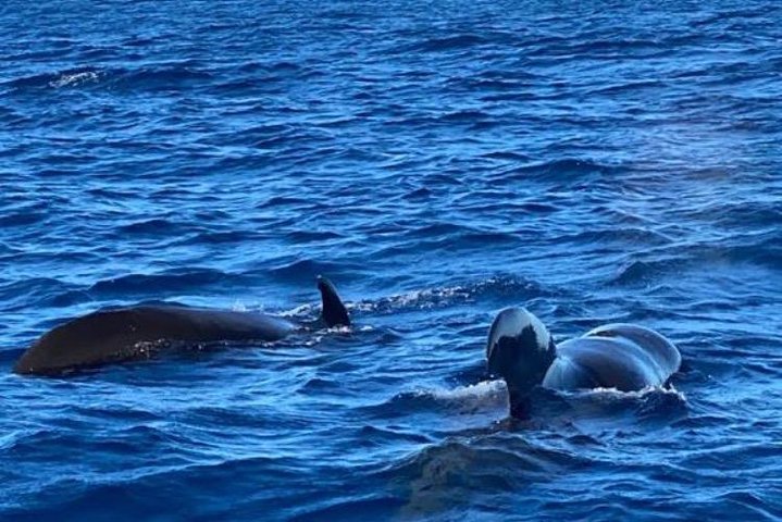 Discovery of dolphins on the Caribbean coast