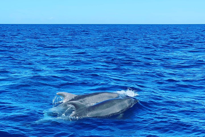 Discovery of dolphins on the Caribbean coast
