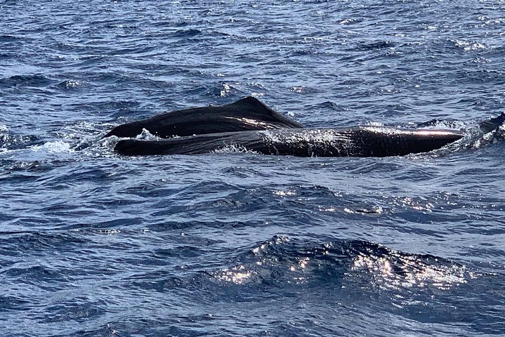 Discovery of dolphins on the Caribbean coast