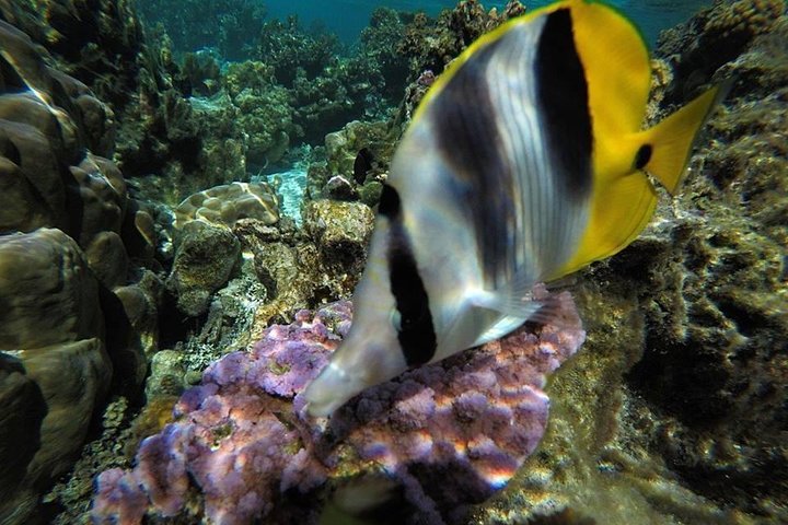 1/2 day Tahaa coral garden - departure Raiatea / ideal for cruise passengers