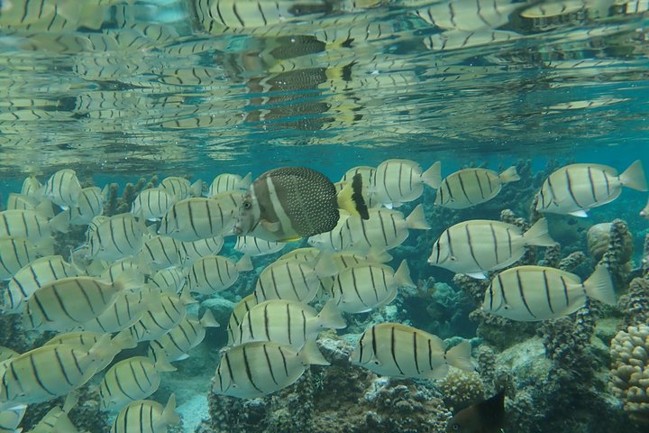 1/2 day Tahaa coral garden - departure Raiatea / ideal for cruise passengers