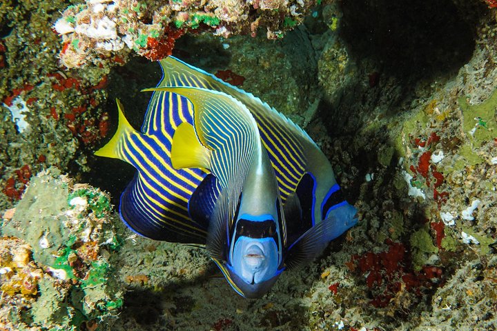 1/2 day Tahaa coral garden - departure Raiatea / ideal for cruise passengers