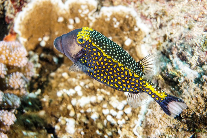 1/2 day Tahaa coral garden - departure Raiatea / ideal for cruise passengers
