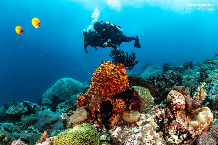 Discover Scuba Diving in Pemuteran - Diving Initiation in Bali (Menjangan Park)