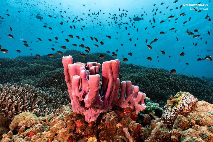 Discover Scuba Diving in Pemuteran - Diving Initiation in Bali (Menjangan Park)