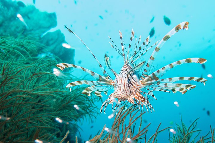 Discover Scuba Diving in Pemuteran - Diving Initiation in Bali (Menjangan Park)