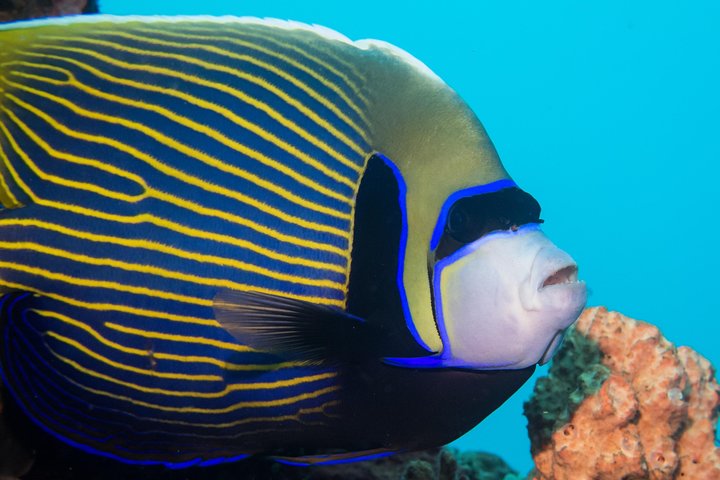 Discover Scuba Diving in Pemuteran - Diving Initiation in Bali (Menjangan Park)