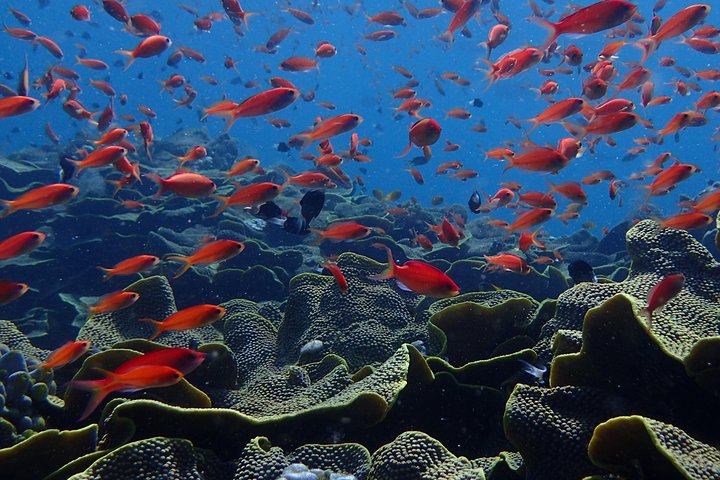 Discover Scuba Diving in Pemuteran - Diving Initiation in Bali (Menjangan Park)
