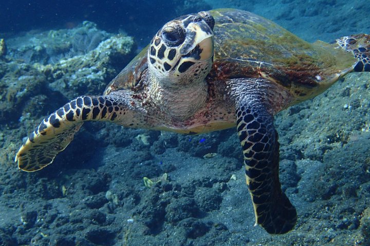 Discover Scuba Diving in Pemuteran - Diving Initiation in Bali (Menjangan Park)