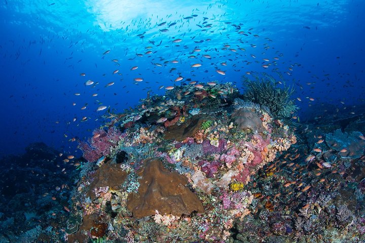 Discover Scuba Diving in Tulamben - Diving Initiation in Bali best diving sites