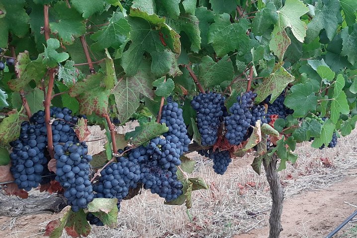 Cape Town Wine Tour: Stellenbosch & Franschhoek +Tastings & Lunch