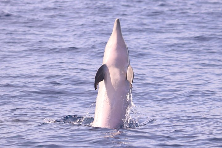 Whale and Dolphin Watching in Calheta, Madeira Island