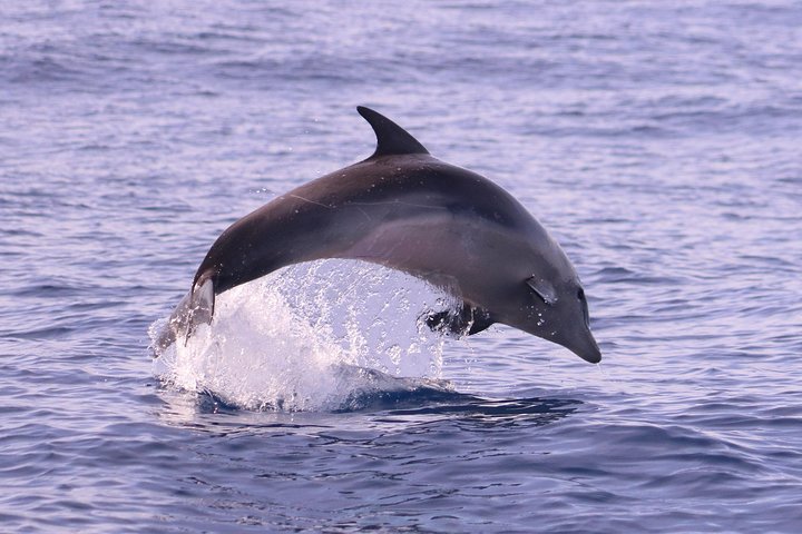 Whale and Dolphin Watching in Calheta, Madeira Island