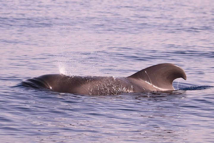 Whale and Dolphin Watching in Calheta, Madeira Island