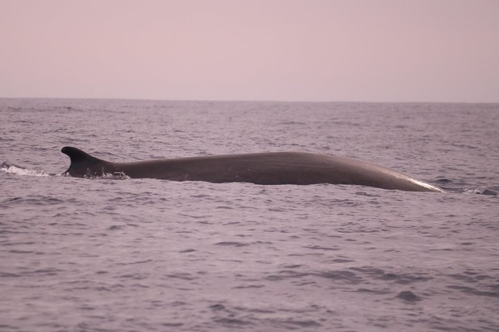 Whale and Dolphin Watching in Calheta, Madeira Island
