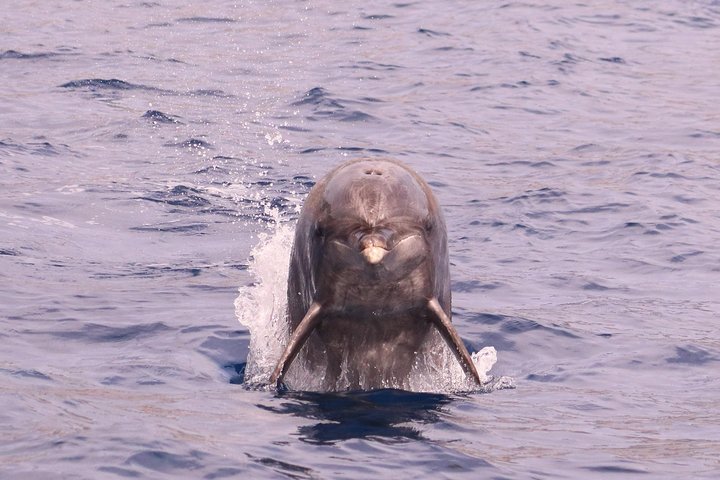 Whale and Dolphin Watching in Calheta, Madeira Island