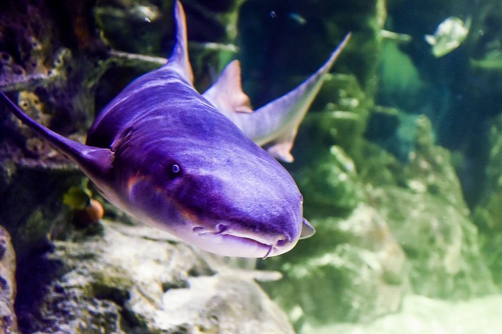 SEA LIFE Brighton Admission Ticket