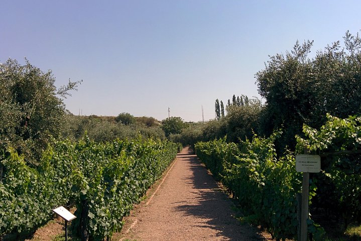 Lujan & Maipu - Private - The Best WineTour & Lunch
