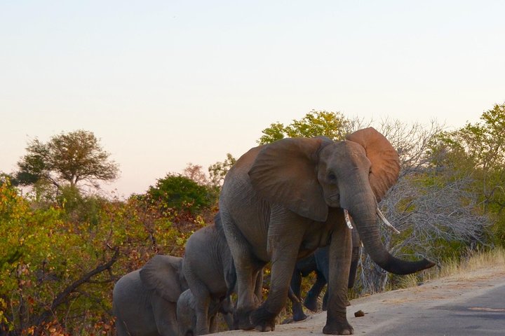 All Inclusive 3 Day Kruger Safari Adventure From Johannesburg