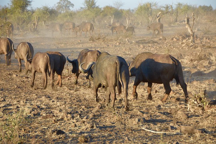 All Inclusive 3 Day Kruger Safari Adventure From Johannesburg