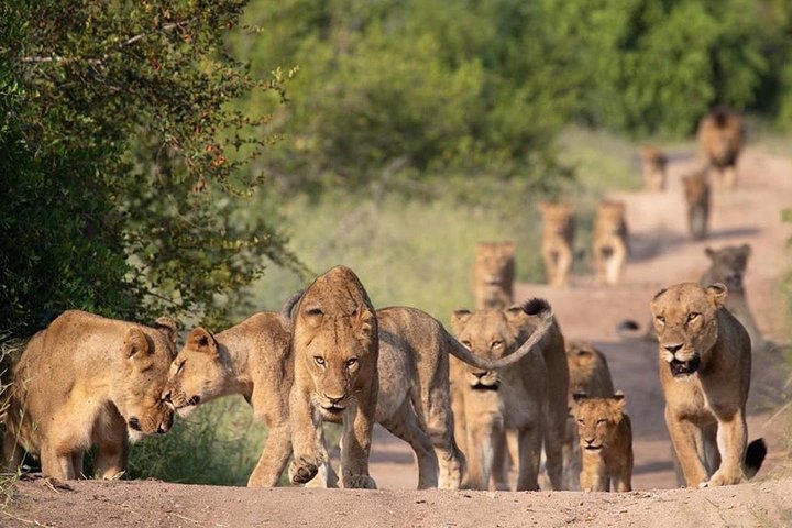All Inclusive 2 Day Kruger Safari from Johannesburg