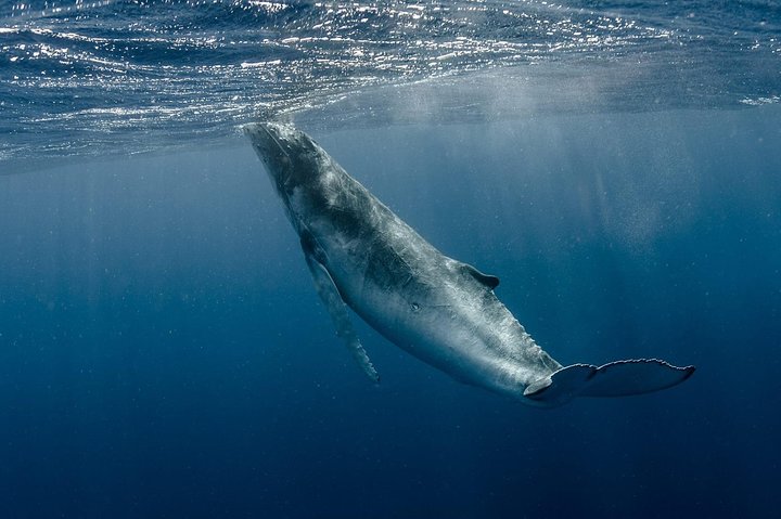 Whale Watching Bora Bora