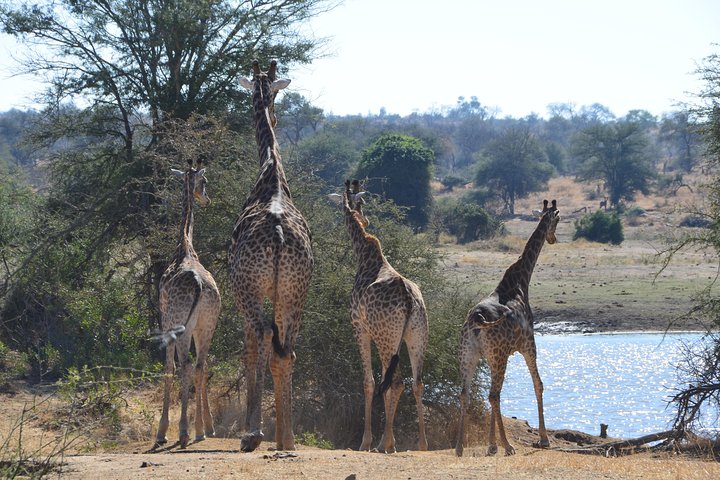 All Inclusive 2 Day Kruger Safari from Johannesburg