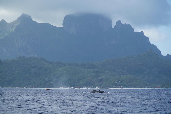 Whale Watching Bora Bora