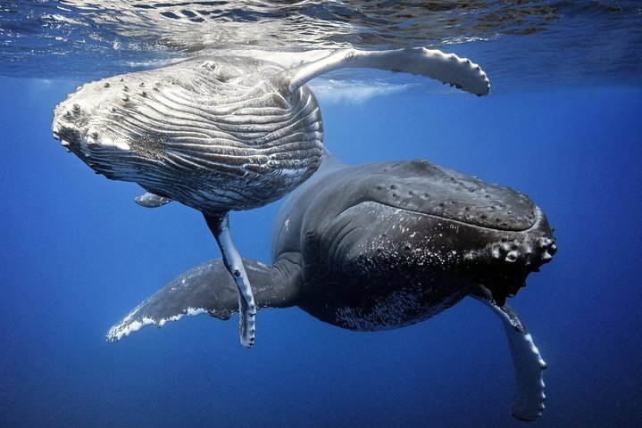 Whale Watching Bora Bora