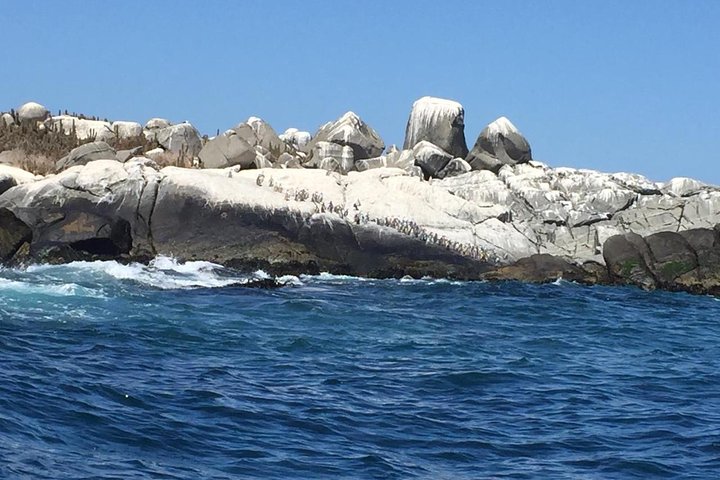 Zapallar Hiking and Bird Watching Penguin Island From Valparaíso