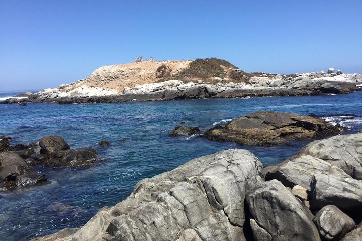 Zapallar Hiking and Bird Watching Penguin Island From Valparaíso