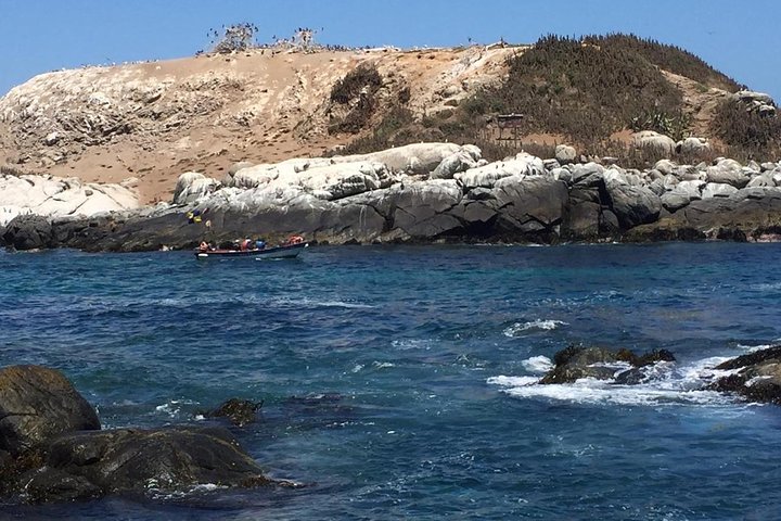 Zapallar Hiking and Bird Watching Penguin Island From Valparaíso