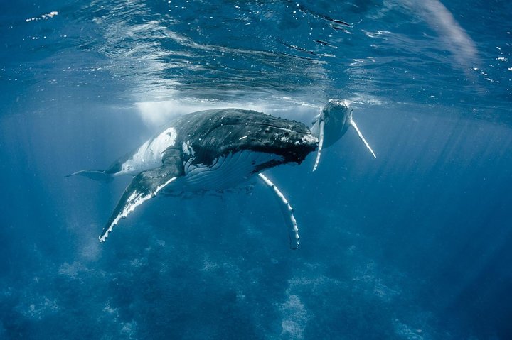 Whale Watching Bora Bora