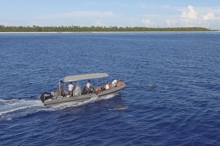 Whale Watching Bora Bora