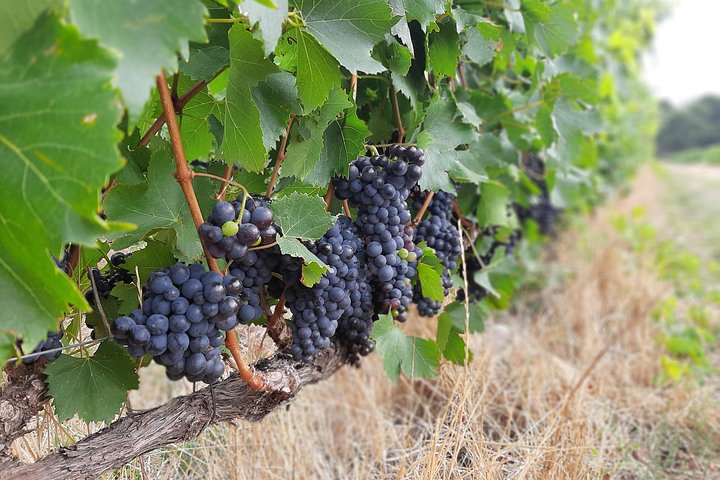 Private Wine Tour of Stellenbosch, Franschhoek and Paarl