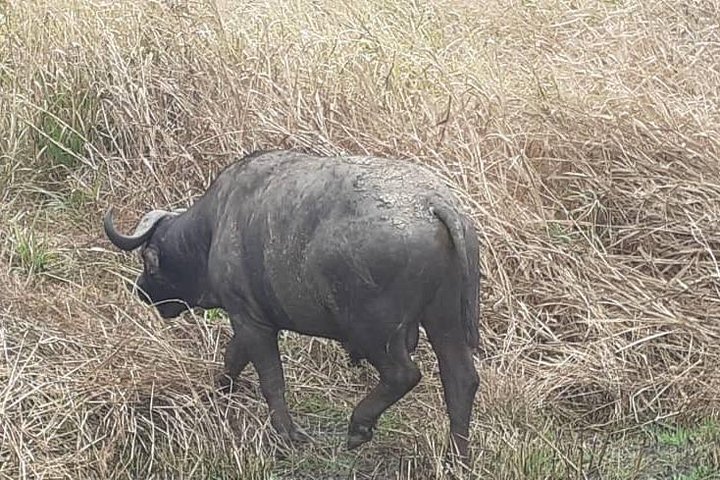 2 Days - Mikumi safari depart from Zanzibar or Dar es salaam