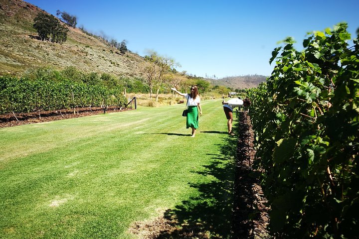 Private Wine Tour of Stellenbosch, Franschhoek and Paarl