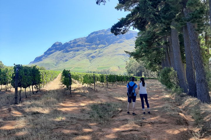 Private Wine Tour of Stellenbosch, Franschhoek and Paarl