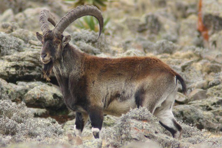 3 Days Simien Mountains Trekking