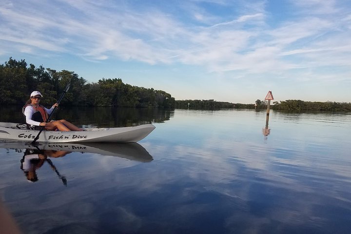 Mangrove Tunnels, Dolphins, Manatee Tour #1 Rated in Cocoa Beach