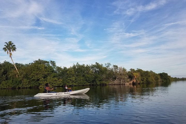 Mangrove Tunnels, Dolphins, Manatee Tour #1 Rated in Cocoa Beach